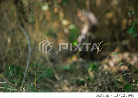 Wild squirrel standing alert in a sunlit forest undergrowth, surrounded by green leaves and natural woodland textures. 137123949