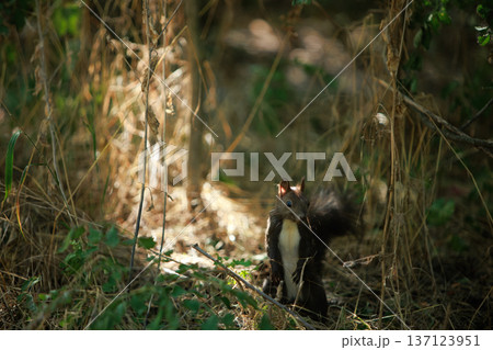 Wild squirrel standing alert in a sunlit forest undergrowth, surrounded by green leaves and natural woodland textures. Wild squirrel standing alert in a sunlit forest undergrowth, surrounded by green leaves and natural woodland textures. 137123951