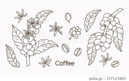 Hand drawn coffee plant set with branches, leaves, flowers and coffee beans, black and white line art doodle illustration on white background. Minimal botanical vector for cafe logo, menu, packaging. Hand drawn coffee plant set with branches, leaves, flowers and coffee beans, black and white line art doodle illustration on white background. Minimal botanical vector for cafe logo, menu, packaging. 137123985