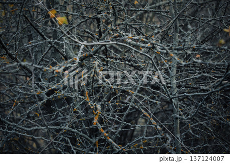 Dense forest undergrowth with twisted bare branches and sparse autumn leaves, creating a moody natural scene. Dense forest undergrowth with twisted bare branches and sparse autumn leaves, creating a moody natural scene. 137124007