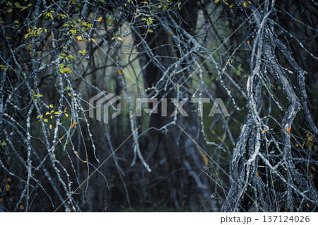 Dense forest undergrowth with twisted bare branches and sparse autumn leaves, creating a moody natural scene.  137124026