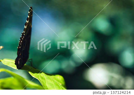 A dark tropical butterfly feeding on a small blue flower surrounded by lush green leaves, captured in a soft focused natural butterfly garden setting. A dark tropical butterfly feeding on a small blue flower surrounded by lush green leaves, captured in a soft focused natural butterfly garden setting. 137124214