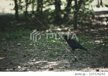 Moody photo of a black crow standing on grass in a quiet natural field, captured in soft low light. Ideal for themes of solitude, wildlife, mystery, autumn atmosphere, and bird photography. Moody photo of a black crow standing on grass in a quiet natural field, captured in soft low light. Ideal for themes of solitude, wildlife, mystery, autumn atmosphere, and bird photography. 137124241