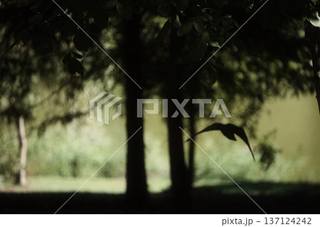 Moody photo of a black crow standing on grass in a quiet natural field, captured in soft low light. Ideal for themes of solitude, wildlife, mystery, autumn atmosphere, and bird photography. 137124242