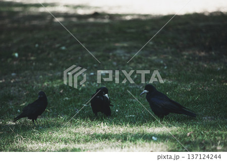 Moody photo of a black crow standing on grass in a quiet natural field, captured in soft low light. Ideal for themes of solitude, wildlife, mystery, autumn atmosphere, and bird photography. 137124244