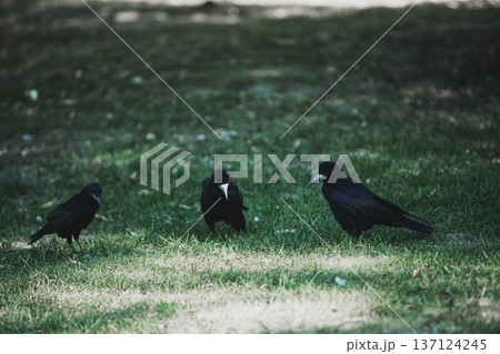 Moody photo of a black crow standing on grass in a quiet natural field, captured in soft low light. Ideal for themes of solitude, wildlife, mystery, autumn atmosphere, and bird photography. Moody photo of a black crow standing on grass in a quiet natural field, captured in soft low light. Ideal for themes of solitude, wildlife, mystery, autumn atmosphere, and bird photography. 137124245