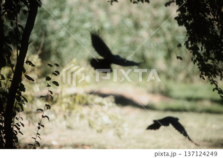 Moody photo of a black crow standing on grass in a quiet natural field, captured in soft low light. Ideal for themes of solitude, wildlife, mystery, autumn atmosphere, and bird photography. 137124249