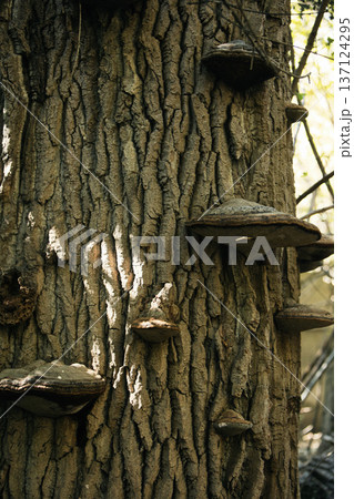 Close-up of tree bark texture with wild bracket fungi growing on the trunk in a forest environment. Perfect for natural background, woodland ecology, mushroom photography, and organic texture concepts 137124295