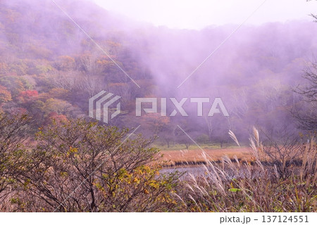 群馬　秋の赤城覚満淵 137124551