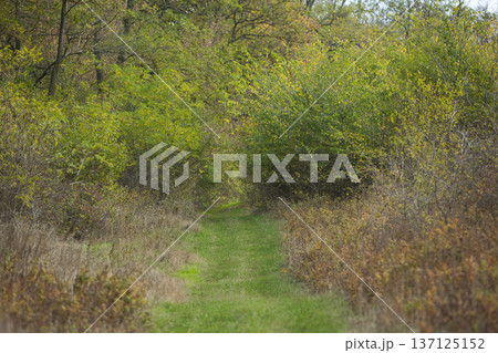 Autumn Forest Path Surrounded by Wild Berries and Trees 137125152