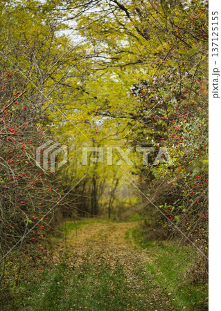 Autumn Forest Path Surrounded by Wild Berries and Trees 137125155