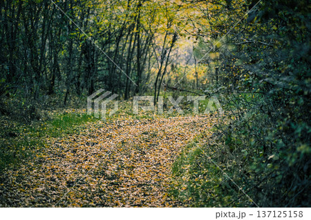 Autumn Forest Path Surrounded by Wild Berries and Trees 137125158