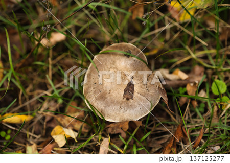 Wild Forest Mushroom Among Autumn Grass Natural woodland mushroom growing on forest floor surrounded by grass and fallen leaves in autumn environment 137125277