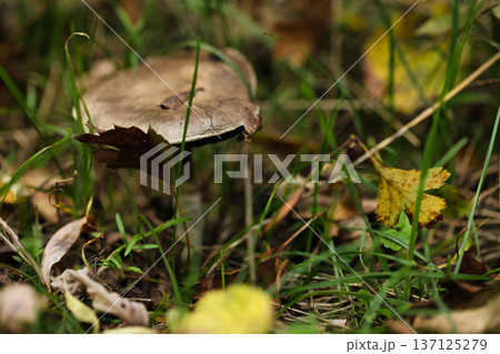 Wild Forest Mushroom Among Autumn Grass Natural woodland mushroom growing on forest floor surrounded by grass and fallen leaves in autumn environment 137125279