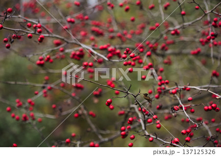 Wild Rose Hips in Autumn Forest Red rosehip berries on thin branches in misty autumn woodland with soft background bokeh Wild Rose Hips in Autumn Forest Red rosehip berries on thin branches in misty autumn woodland with soft background bokeh 137125326