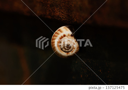 big snail close up on red door, macro photo big snail close up on red door, macro photo 137125475