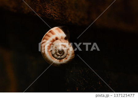 big snail close up on red door, macro photo big snail close up on red door, macro photo 137125477