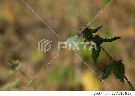 beautiful white butterfly on green leaves, sat down to rest on a sunny day 137125613