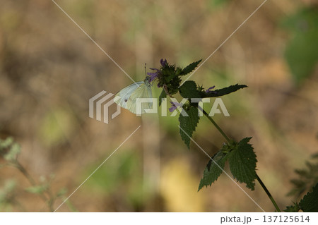 beautiful white butterfly on green leaves, sat down to rest on a sunny day 137125614