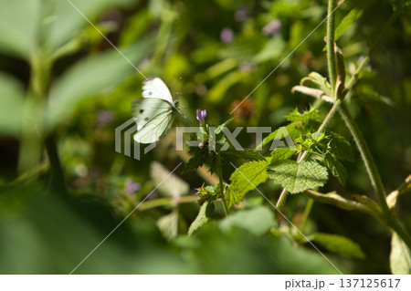 beautiful white butterfly on green leaves, sat down to rest on a sunny day 137125617