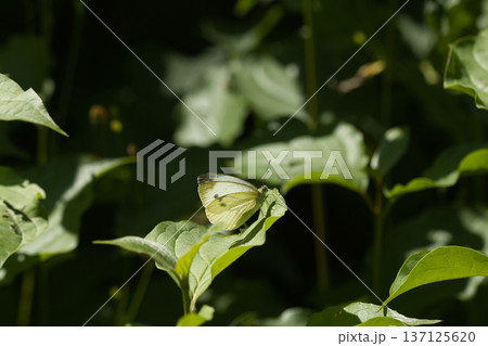 beautiful white butterfly on green leaves, sat down to rest on a sunny day 137125620