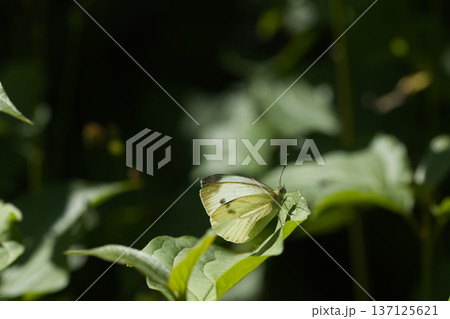 beautiful white butterfly on green leaves, sat down to rest on a sunny day beautiful white butterfly on green leaves, sat down to rest on a sunny day 137125621