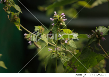 beautiful white butterfly on green leaves, sat down to rest on a sunny day beautiful white butterfly on green leaves, sat down to rest on a sunny day 137125627