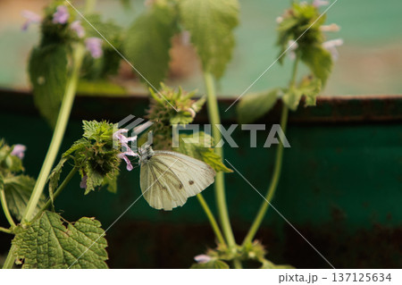 beautiful white butterfly on green leaves, sat down to rest on a sunny day 137125634