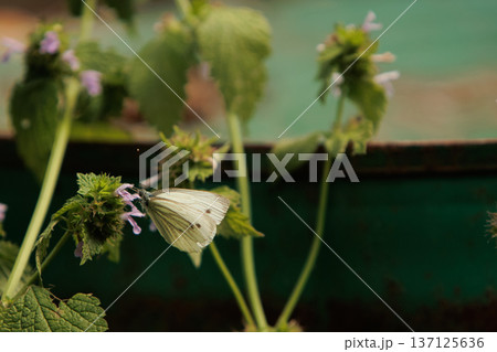 beautiful white butterfly on green leaves, sat down to rest on a sunny day beautiful white butterfly on green leaves, sat down to rest on a sunny day 137125636