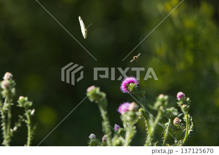 lots of greenery purple flowers and a small white butterfly on a sunny summer day 137125670