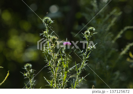lots of greenery purple flowers and a small white butterfly on a sunny summer day 137125672