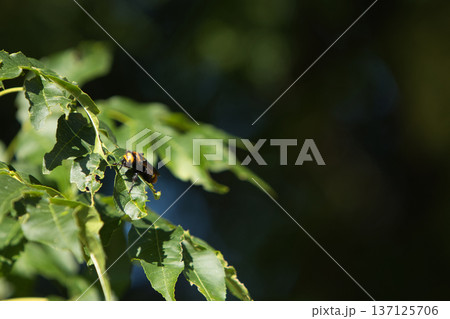 a dangerous hornet made a nest on a green tree in summer a dangerous hornet made a nest on a green tree in summer 137125706