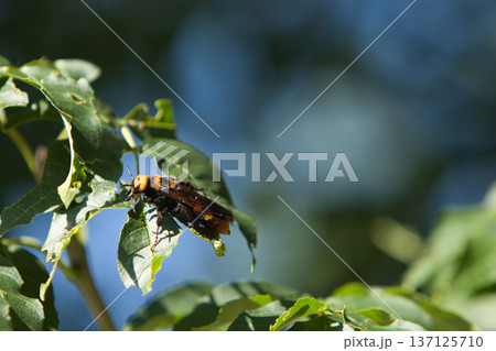 a dangerous hornet made a nest on a green tree in summer a dangerous hornet made a nest on a green tree in summer 137125710