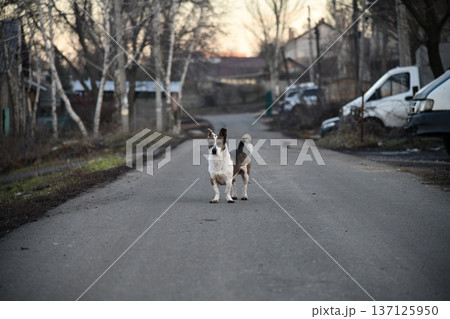 Man walking labradoodle dog on trail on hot day 137125950