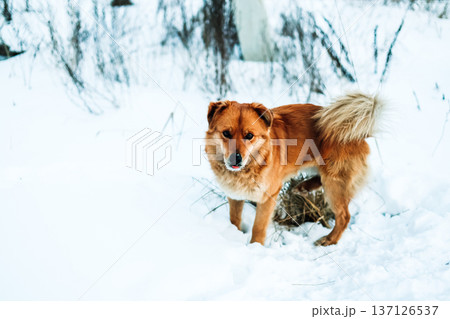 Stray ginger dog standing in deep snow during winter. Authentic outdoor pet portrait with a direct look at the camera. Canine pet on a snowy landscape Stray ginger dog standing in deep snow during winter. Authentic outdoor pet portrait with a direct look at the camera. Canine pet on a snowy landscape 137126537