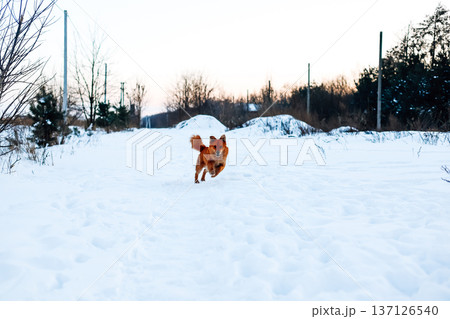 A happy ginger dog running through deep snow on a winter day. Dynamic lifestyle photography capturing animal energy, joy, freedom. A stray dog. A happy ginger dog running through deep snow on a winter day. Dynamic lifestyle photography capturing animal energy, joy, freedom. A stray dog. 137126540