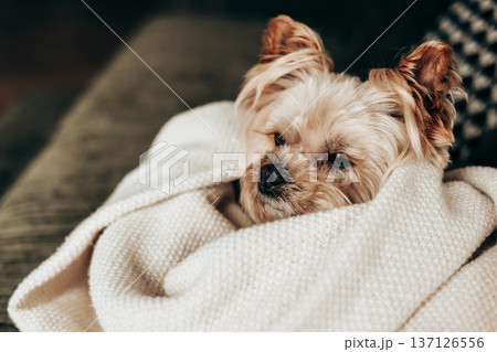 Cute Yorkshire Terrier dog wrapped in a warm white knitted blanket on a sofa. Cozy home atmosphere, indoor pet lifestyle Photography of a sleepy doggy Cute Yorkshire Terrier dog wrapped in a warm white knitted blanket on a sofa. Cozy home atmosphere, indoor pet lifestyle Photography of a sleepy doggy 137126556