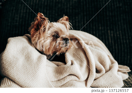 Cute Yorkshire Terrier dog wrapped in a warm white knitted blanket on a sofa. Cozy home atmosphere, indoor pet lifestyle Photography of a sleepy doggy 137126557