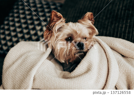Cute Yorkshire Terrier dog wrapped in a warm white knitted blanket on a sofa. Cozy home atmosphere, indoor pet lifestyle Photography of a sleepy doggy 137126558