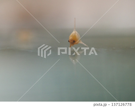 【理科教材】様々な角度からマクロ撮影された甲殻類の幼生（チリメンモンスター） 137126778