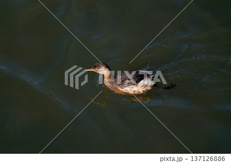 信濃川・やすらぎ堤の鳰(かいつぶり) 137126886