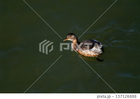 信濃川・やすらぎ堤の鳰(かいつぶり) 137126888
