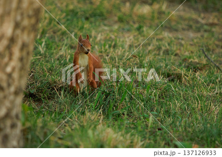 A red squirrel dashing across a grassy field, captured from behind in natural daylight. A red squirrel dashing across a grassy field, captured from behind in natural daylight. 137126933