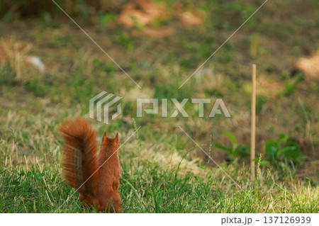 A red squirrel dashing across a grassy field, captured from behind in natural daylight. A red squirrel dashing across a grassy field, captured from behind in natural daylight. 137126939