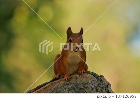 red squirrel posing on tree on sunny day, squirrel searching for food on tree red squirrel posing on tree on sunny day, squirrel searching for food on tree 137126958