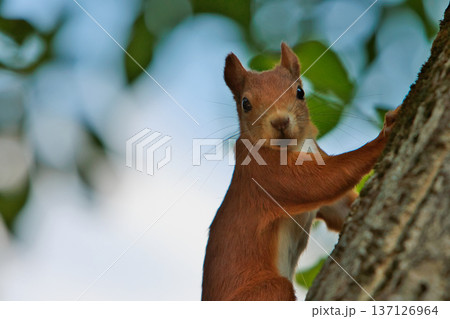 red squirrel posing on tree on sunny day, squirrel searching for food on tree 137126964