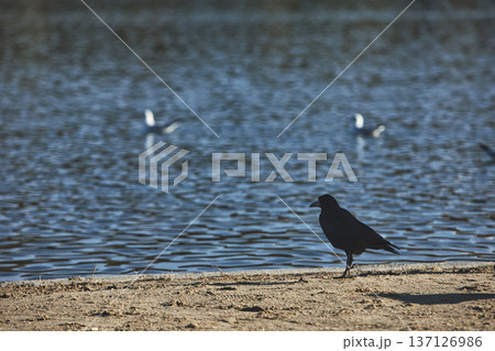 Solitary black crow standing on a sandy lakeshore with calm water in the background, capturing a peaceful wildlife moment in nature with soft evening light. Solitary black crow standing on a sandy lakeshore with calm water in the background, capturing a peaceful wildlife moment in nature with soft evening light. 137126986