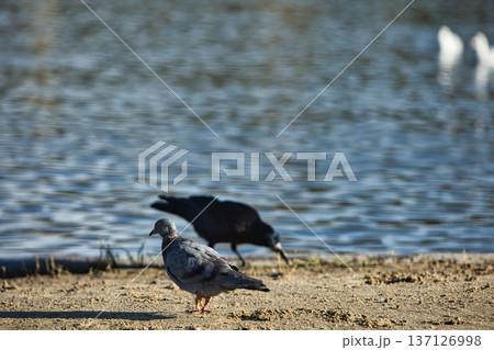 Solitary black crow standing on a sandy lakeshore with calm water in the background, capturing a peaceful wildlife moment in nature with soft evening light. 137126998