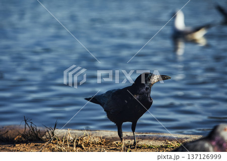 Solitary black crow standing on a sandy lakeshore with calm water in the background, capturing a peaceful wildlife moment in nature with soft evening light. 137126999