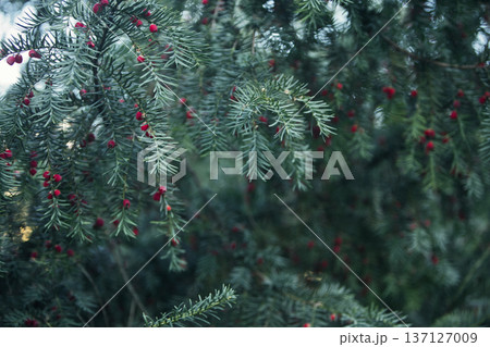 Close-up of vibrant red berry clusters on a shrub in autumn with soft bokeh background, perfect for seasonal nature and botanical themes. 137127009